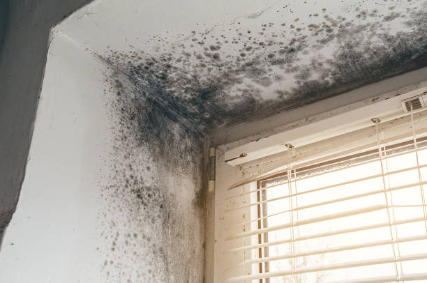 Affordable Mold Cleanup solutions in Garner, NC